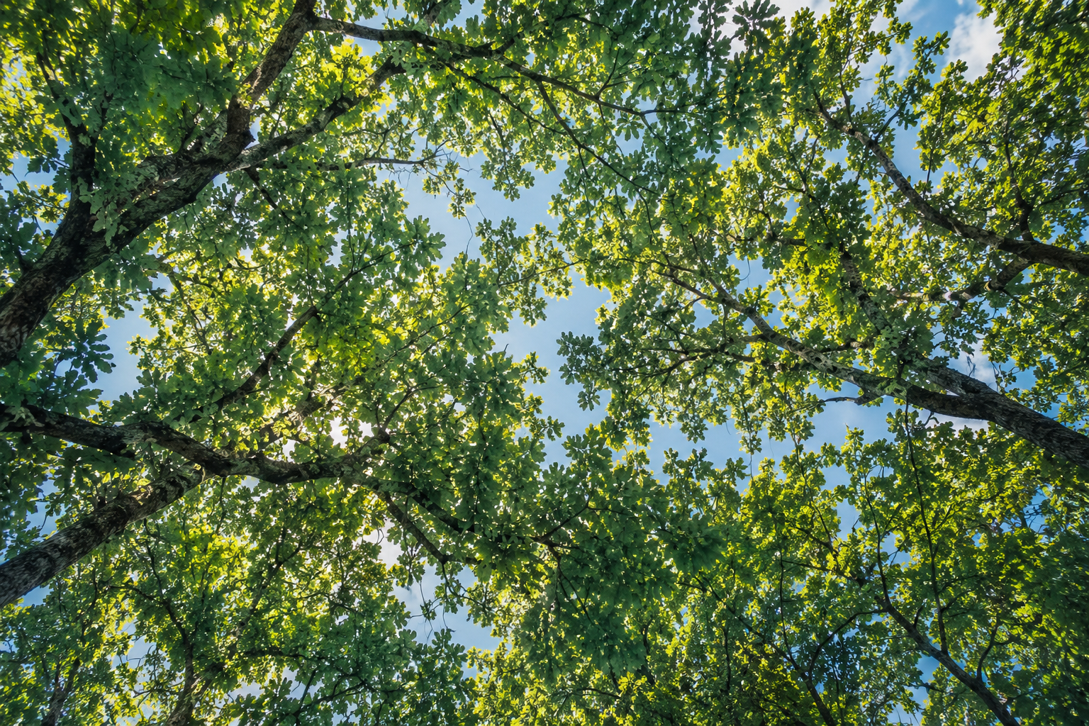la meditazione in psicoterapia